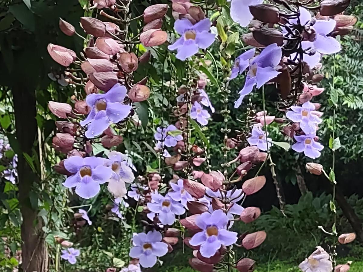 Mérida Finca Mystica מראה חיצוני תמונה