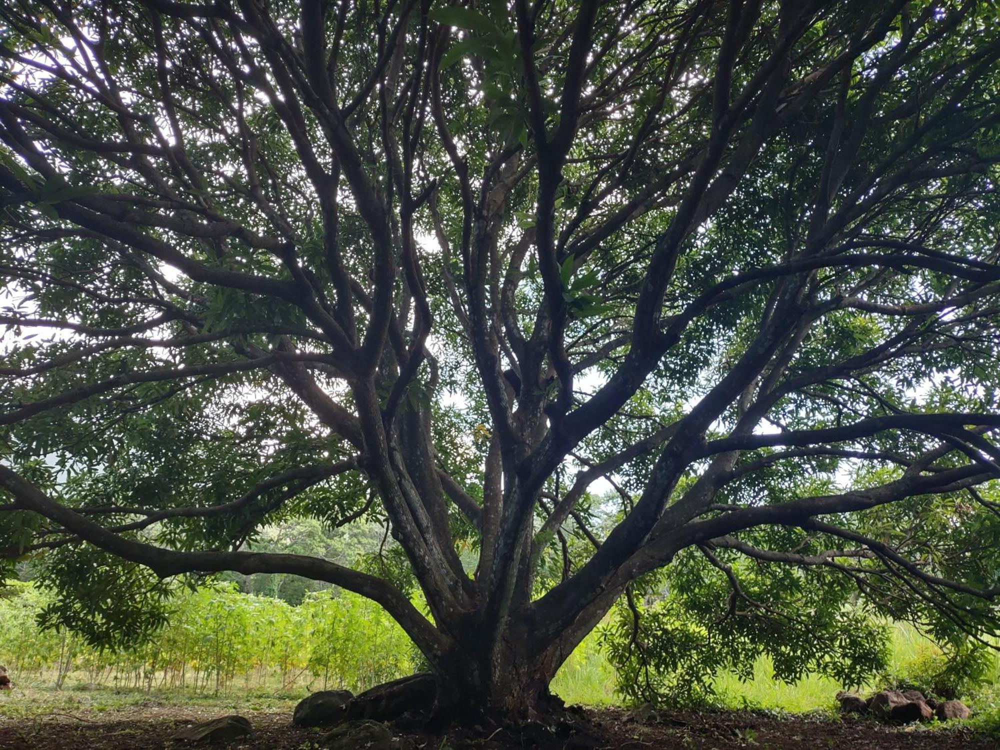 Mérida Finca Mystica מראה חיצוני תמונה